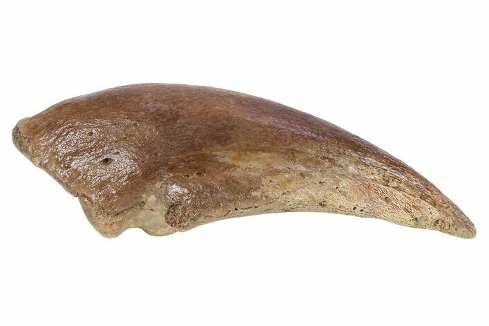 Killer Fossil Tyrannosaur (Daspletosaurus) Toe Claw - Montana #381122